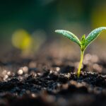 Dew-kissed seedling emerging from dark soil at sunrise, symbolizing courage, growth, and the magic of beginning